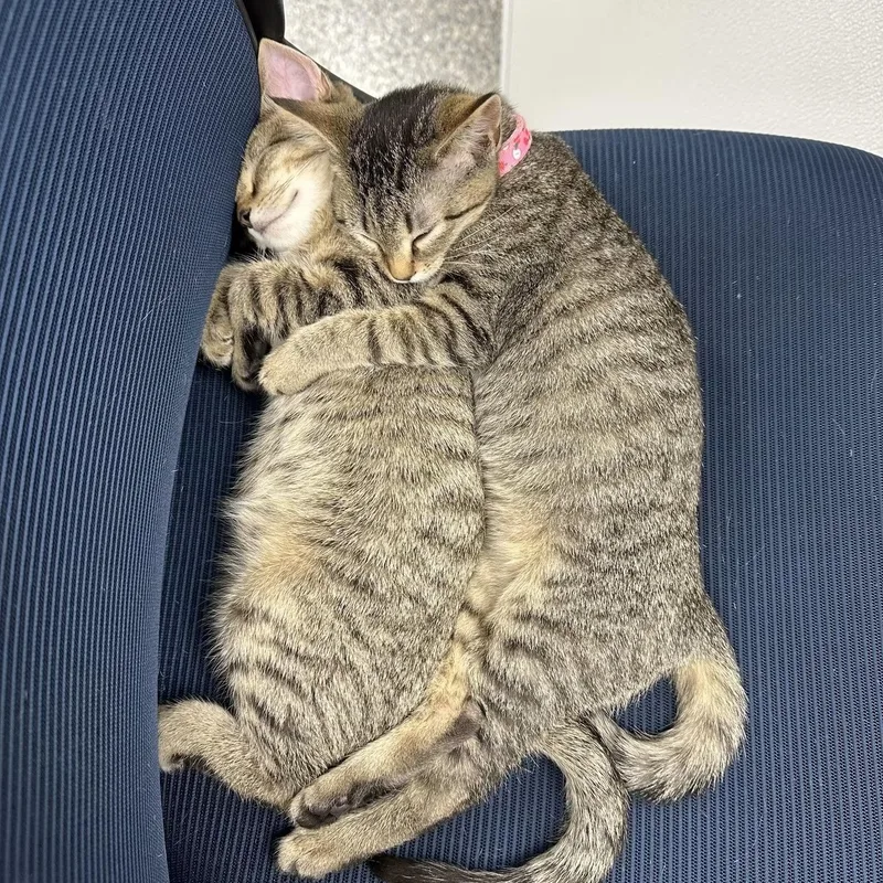 A baby medium-sized male Tabby cat named Squilliams for adoption in Memphis, TN