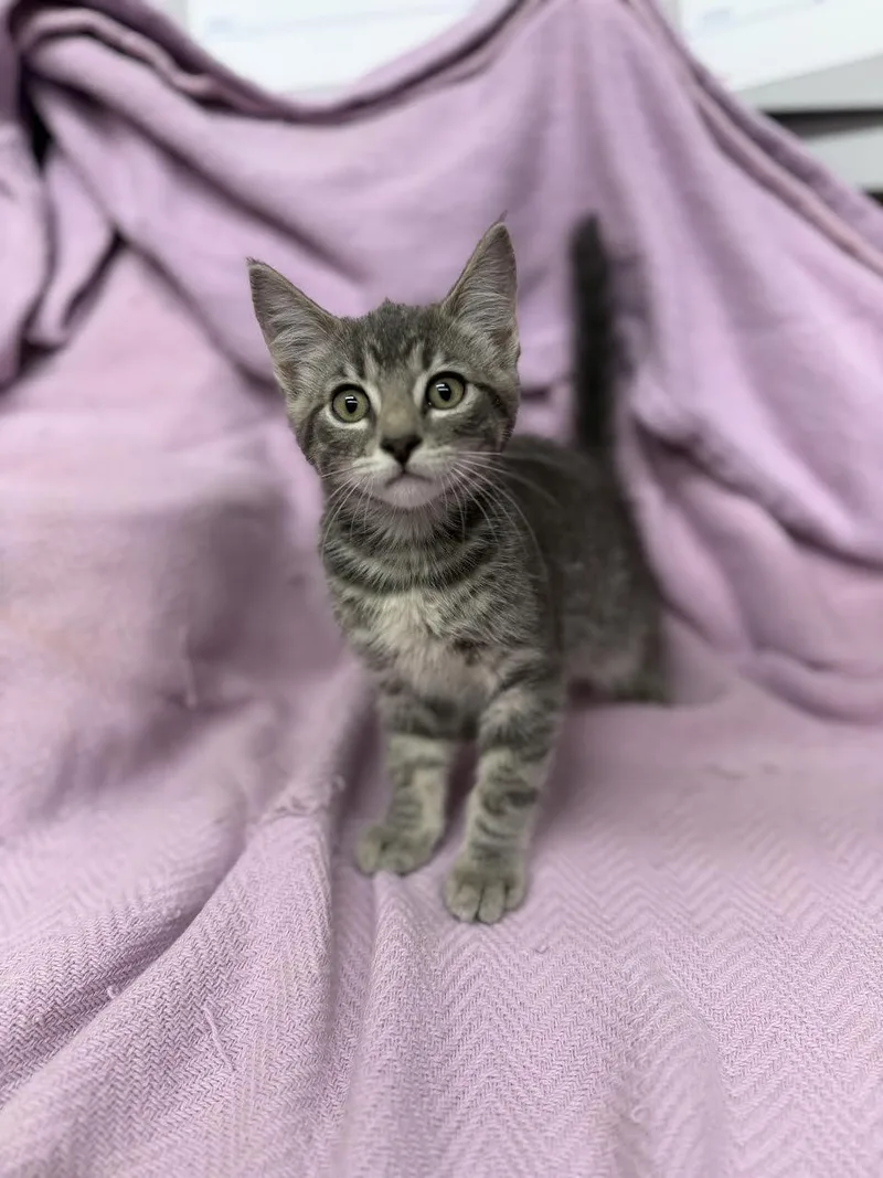 A young small-sized female Tabby (Gray / Blue / Silver) Domestic Short Hair cat named Posie for adoption in Oakdale, CA
