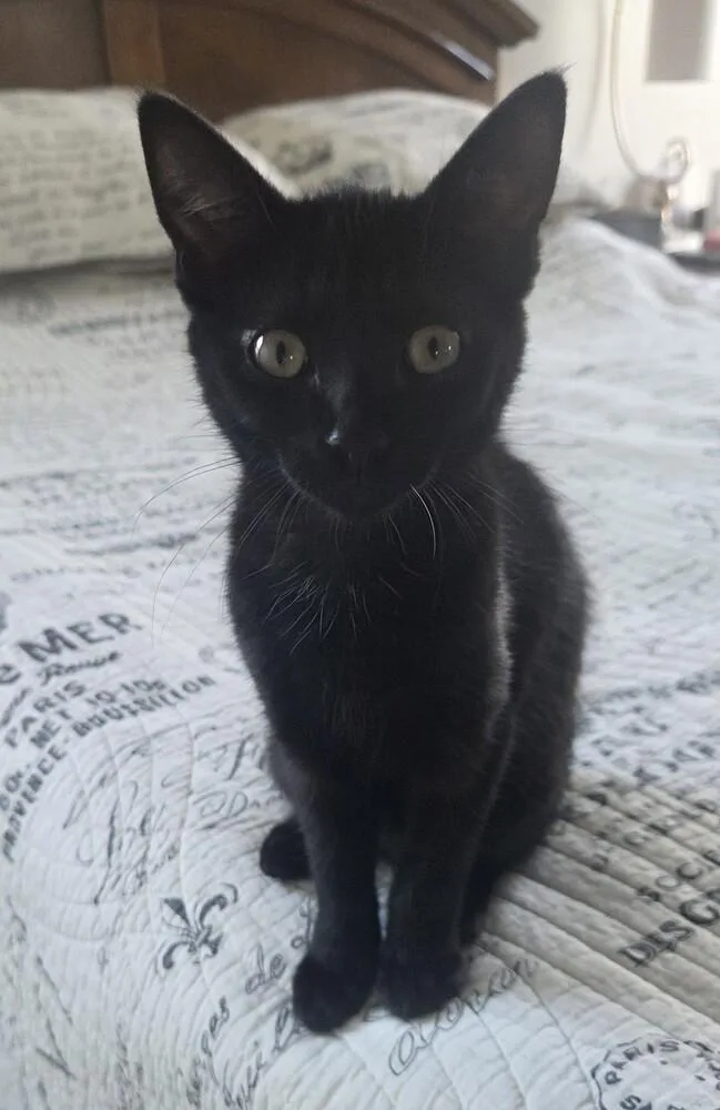 A baby small-sized female Black Domestic Short Hair cat named Anna for adoption in Youngsville, NC