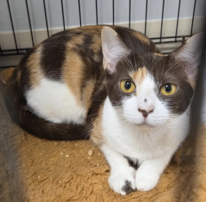 An adult medium-sized female Domestic Short Hair cat named Ever After for adoption in Satellite Beach, FL