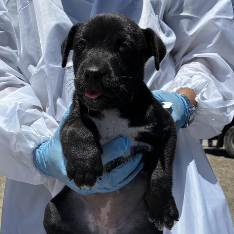 A baby small-sized female Black Shepherd dog named Rudolf for adoption in Edinburg, TX