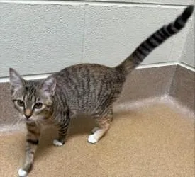 A baby medium-sized female Tabby (Buff / Tan / Fawn) Domestic Short Hair cat named Karen for adoption in Murphy, TX