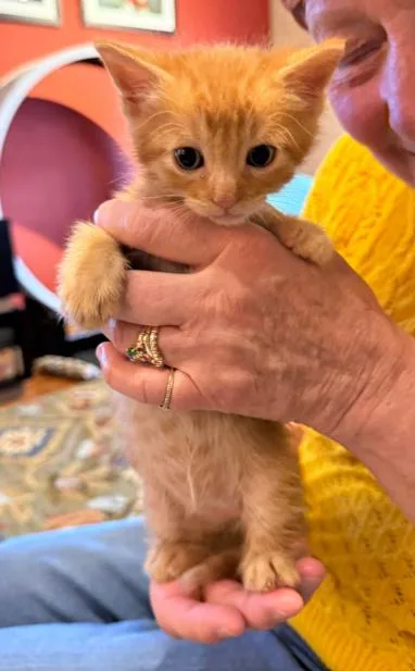 A baby medium-sized male Orange / Red Domestic Short Hair cat named Huckleberry for adoption in San Jose, CA