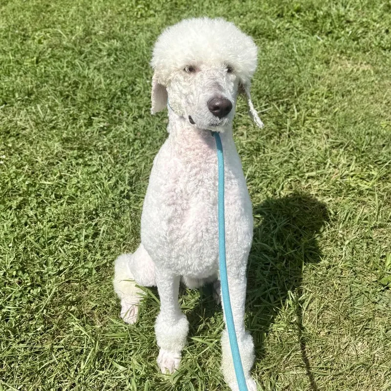 An adult medium-sized male Labradoodle dog named Kewpie for adoption in Louisville, KY