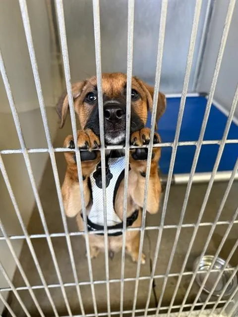 A baby small-sized male German Shepherd Dog dog named Rusty for adoption in Santa Barbara, CA