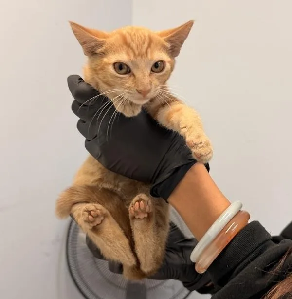 A baby small-sized female Domestic Short Hair cat named Red Hot for adoption in San Diego, CA