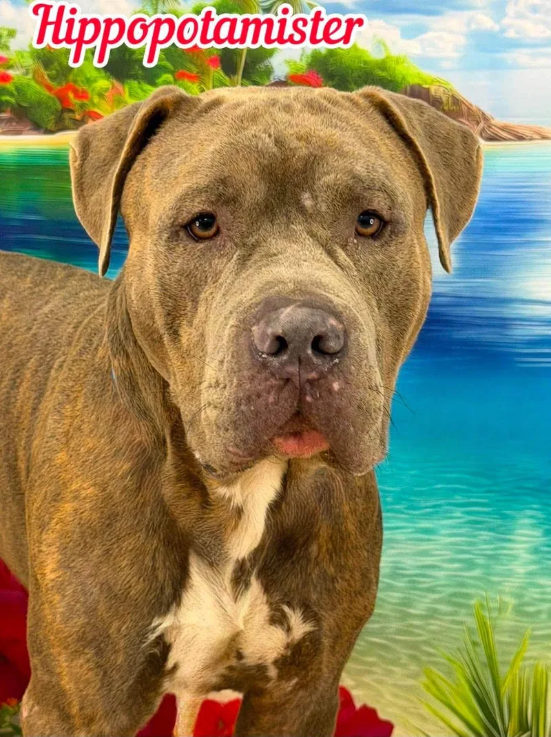 An adult large-sized male Brindle Mixed Breed dog named Hippopotamister for adoption in Flint, MI