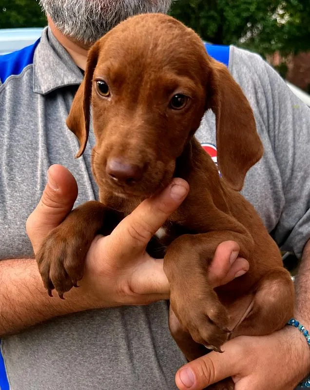 A baby medium-sized female Mixed Breed dog named Clarabelle for adoption in Groveland, MA