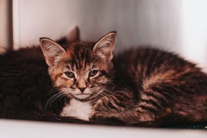 A young small-sized female Domestic Short Hair cat named a Cinnamon Raisin Bread for adoption in North Charleston, SC