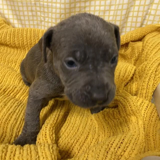 A baby small-sized male Pit Bull Terrier dog named A for adoption in Modesto, CA