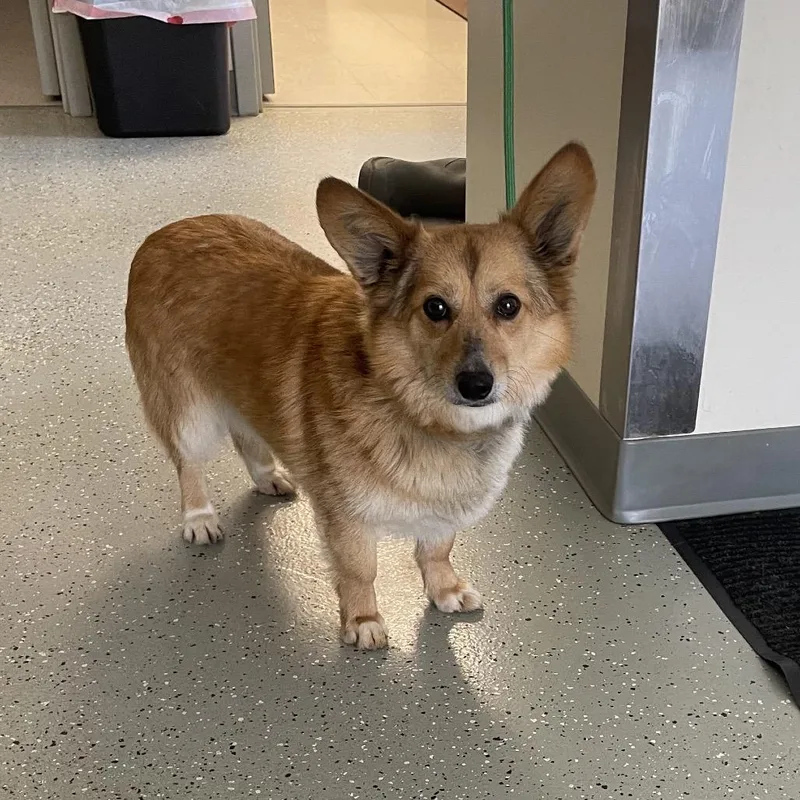 An adult small-sized male Yellow / Tan / Blond / Fawn Corgi dog named Sourdough for adoption in Galax, VA