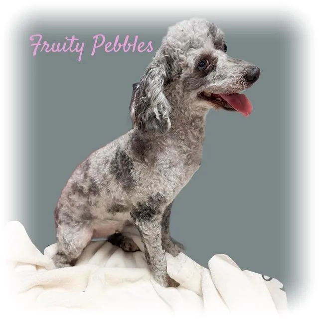 Fruity Pebbles