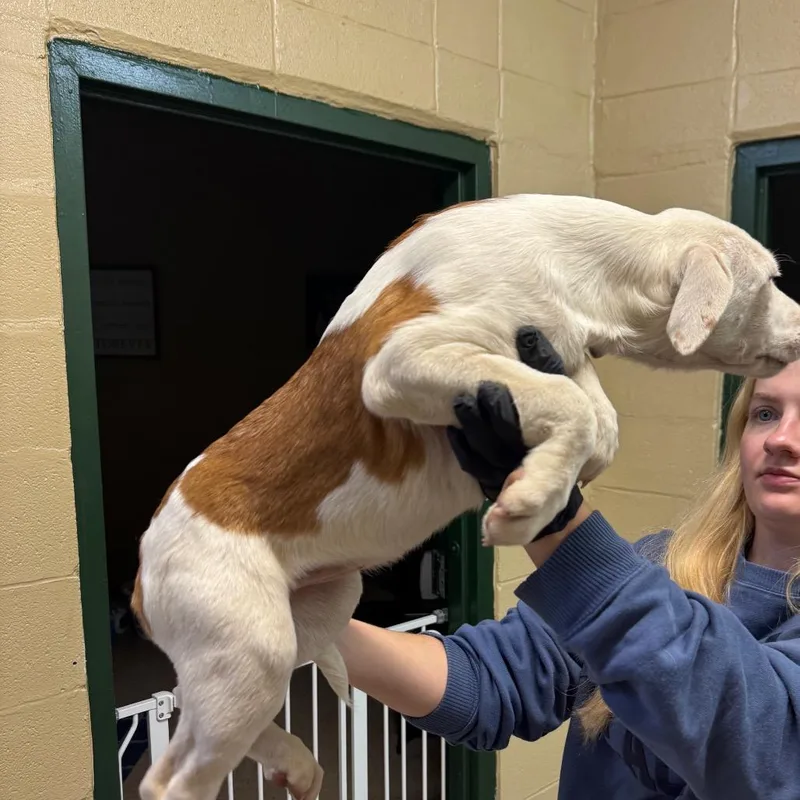 A baby small-sized female Yellow / Tan / Blond / Fawn Rough Collie dog named Noodle for adoption in New York, NY