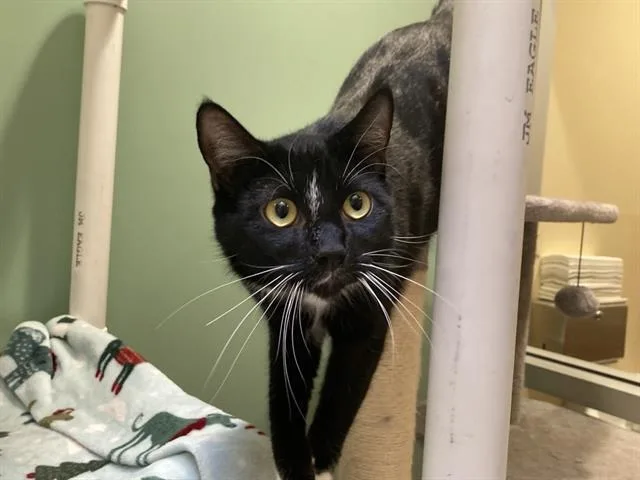 An adult large-sized female Domestic Short Hair cat named Rizzo for adoption in Tustin, CA