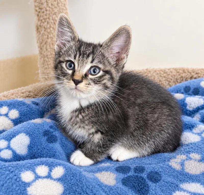 A baby medium-sized male Domestic Short Hair cat named Ace for adoption in Pickerington, OH