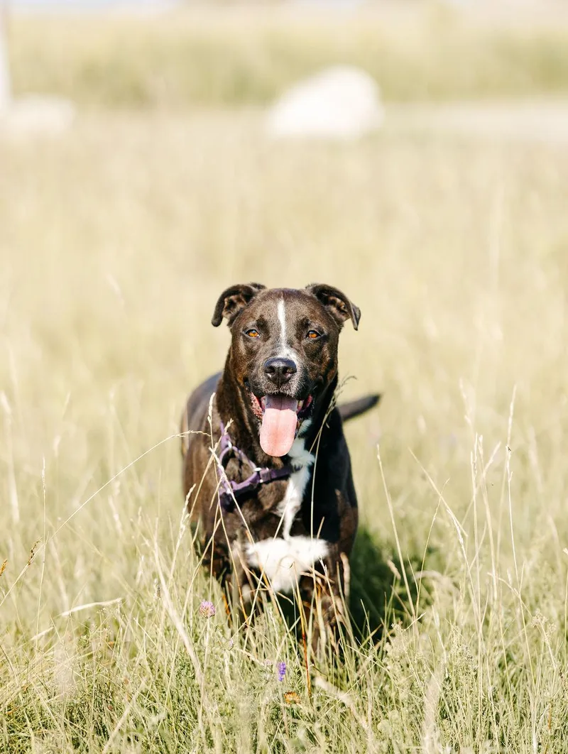 An adult large-sized male Labrador Retriever dog named Wag for adoption in Glover, VT