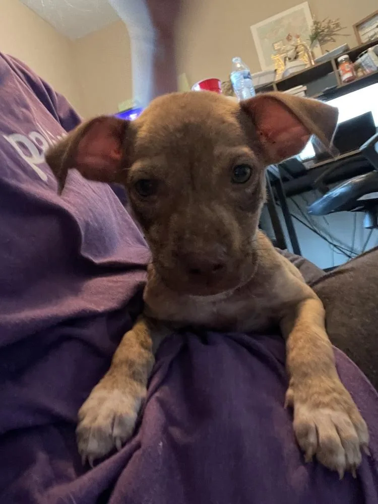A baby small-sized male Tricolor (Brown, Black, & White) Pit Bull Terrier dog named Gizmo for adoption in Silsbee, TX