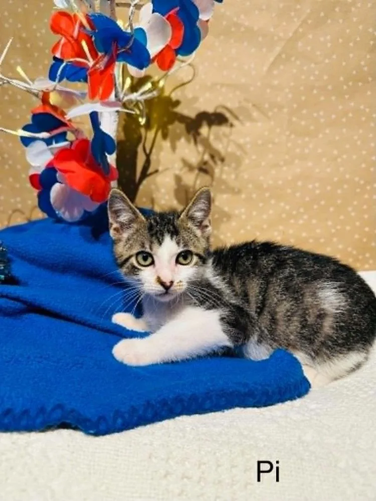 A baby small-sized male Domestic Short Hair cat named Pi for adoption in Groveland, MA