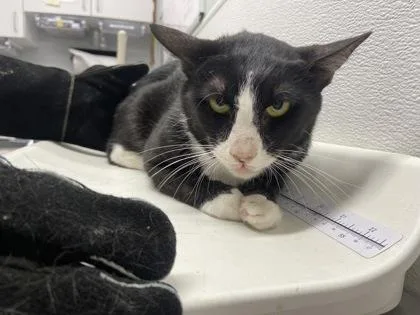 An adult small-sized male Domestic Short Hair cat named Fluffy for adoption in West Chester, PA