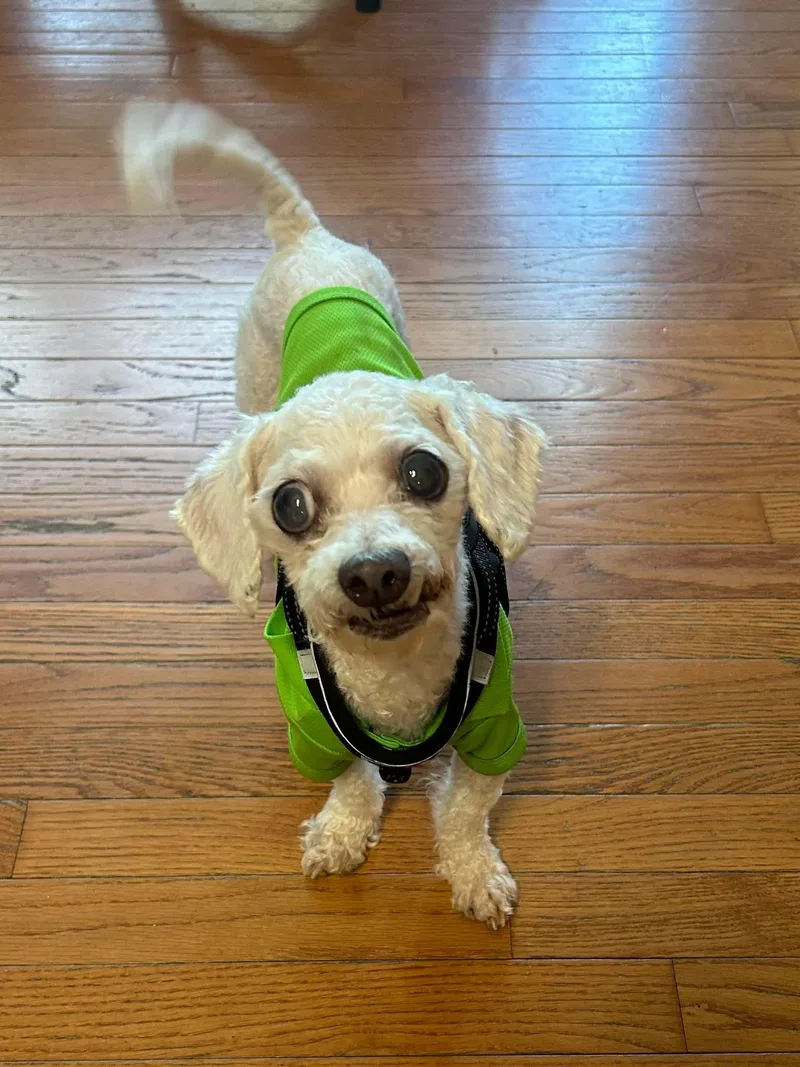 Chester