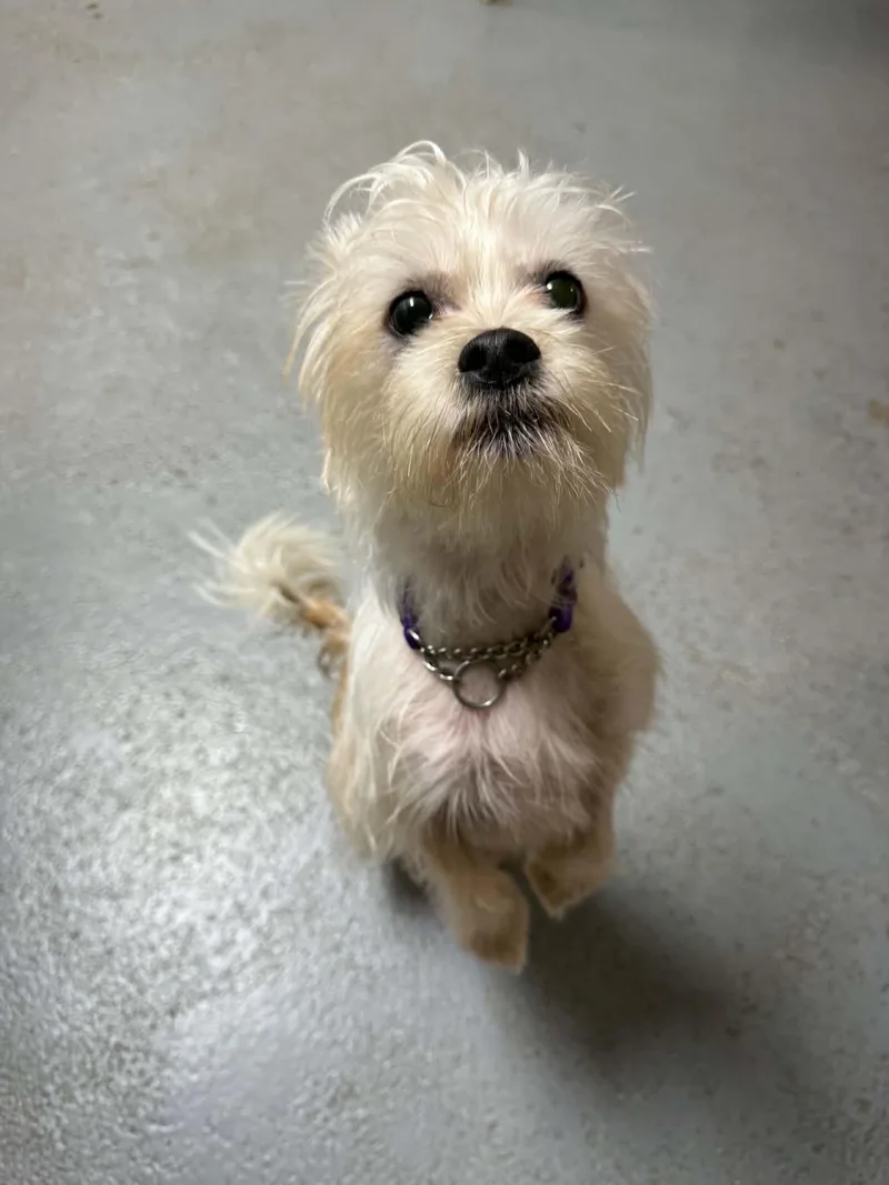An adult small-sized female White / Cream Terrier dog named Wispy for adoption in Lock Haven, PA