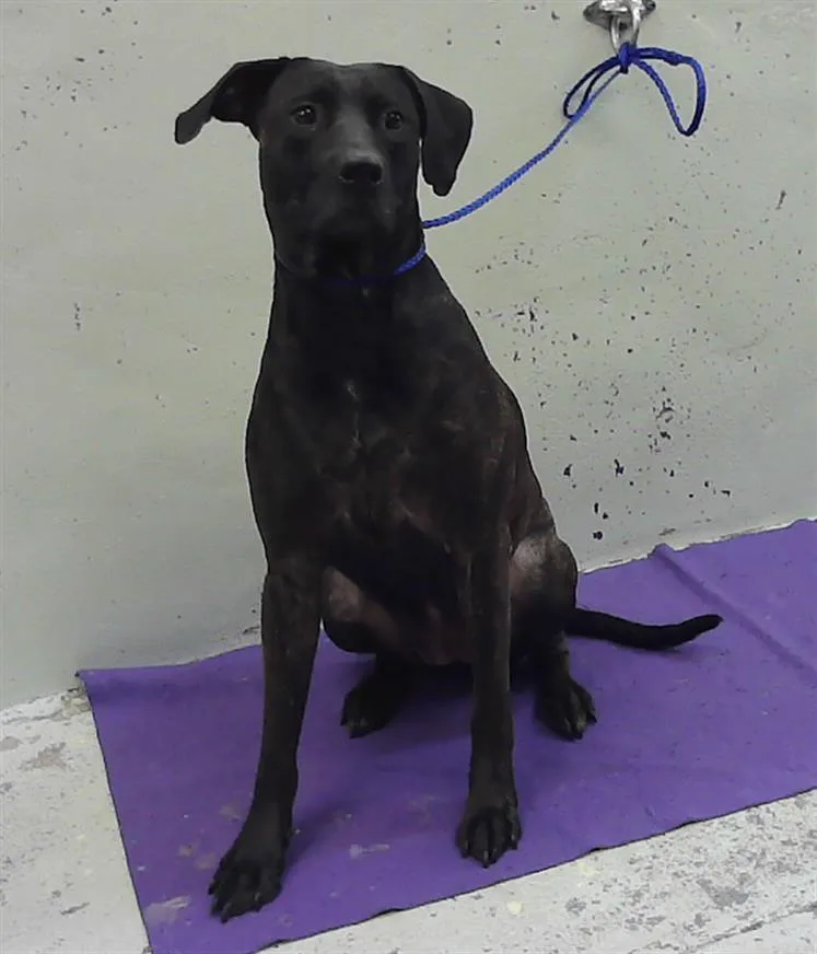 A young large-sized female Labrador Retriever dog named Spicy for adoption in Houston, TX