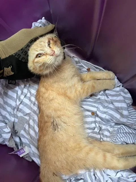 A baby medium-sized male Domestic Short Hair cat named Nemesis for adoption in Fort Walton Beach, FL