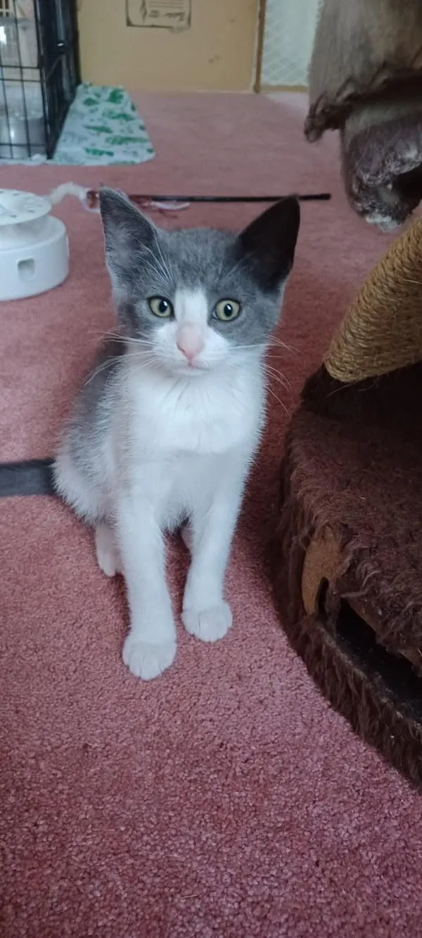 A baby small-sized female Domestic Short Hair cat named Chrissy for adoption in Bonsall, CA