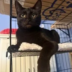 A young small-sized female Black Domestic Short Hair cat named Kala Hudson for adoption in Merrifield, VA