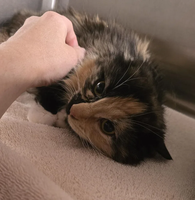 Cora