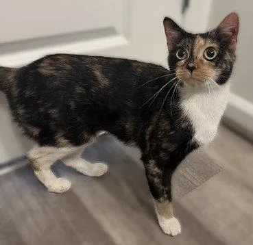 An adult medium-sized female Domestic Short Hair cat named Miss Moon for adoption in Herndon, VA