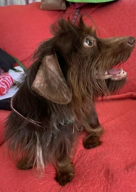 An adult small-sized male Brown / Chocolate Dachshund (Long Haired) dog named Julius for adoption in Memphis, TN
