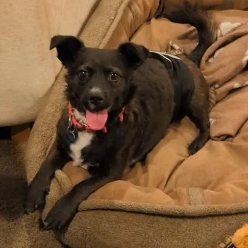 A young small-sized male Mixed Breed dog named Casey for adoption in Redmond, WA