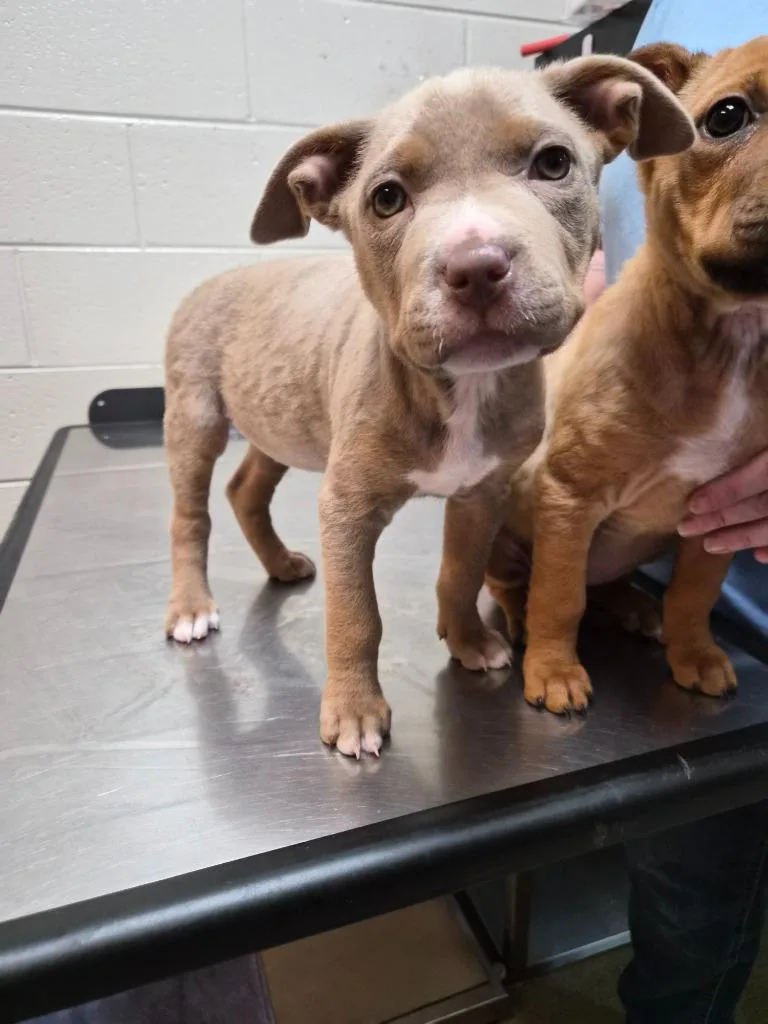 A baby small-sized female Mixed Breed dog named Squish for adoption in Rome, GA