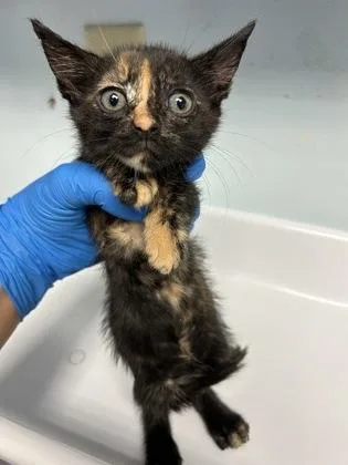 A baby small-sized female Domestic Short Hair cat named Torts for adoption in Largo, FL