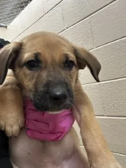 A baby large-sized female Golden Retriever dog named Cylie for adoption in Morton Grove, IL