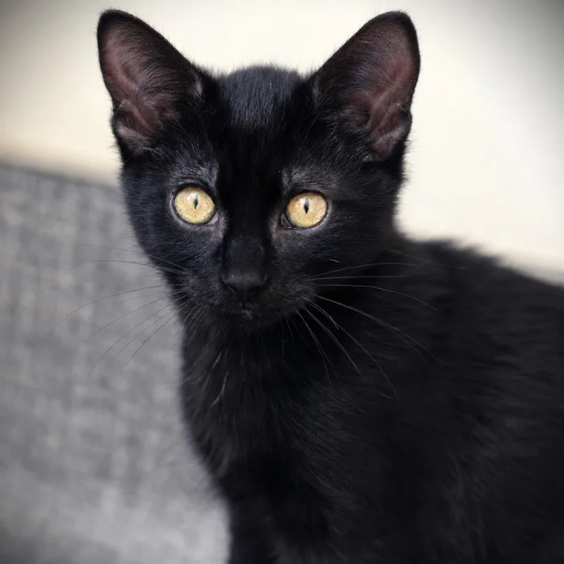 A baby medium-sized male Black Domestic Short Hair cat named Maurice for adoption in Amsterdam, NY
