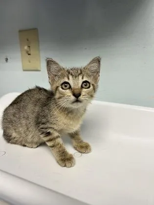 A baby small-sized female Domestic Short Hair cat named Malibu for adoption in Largo, FL