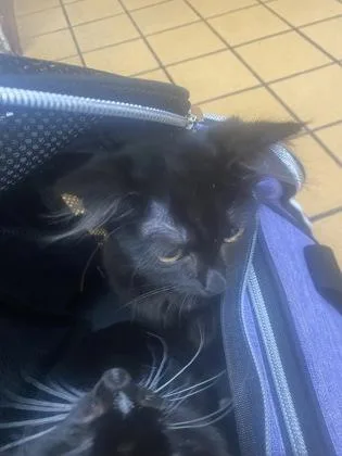 A baby small-sized female Domestic Short Hair cat named Wilma for adoption in Gainesville, FL