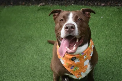 An adult large-sized male Labrador Retriever dog named Waldon for adoption in Lewiston, ME