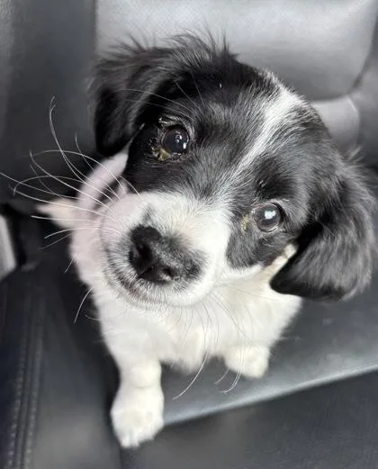 A baby small-sized female Mixed Breed dog named Marjolaine for adoption in Chamblee, GA