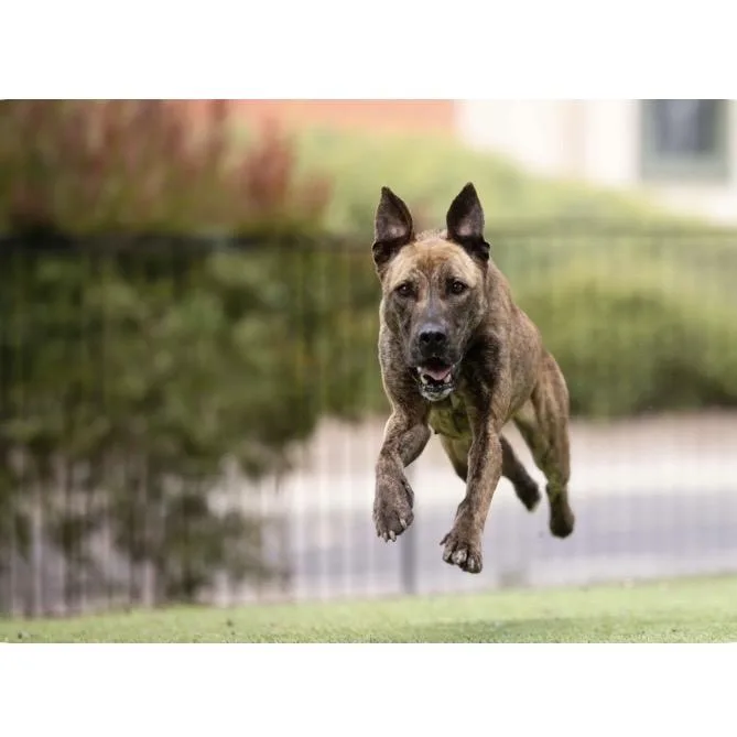 A young medium-sized female Brindle Shepherd dog named Nutmeg  Ecas for adoption in Pleasanton, CA