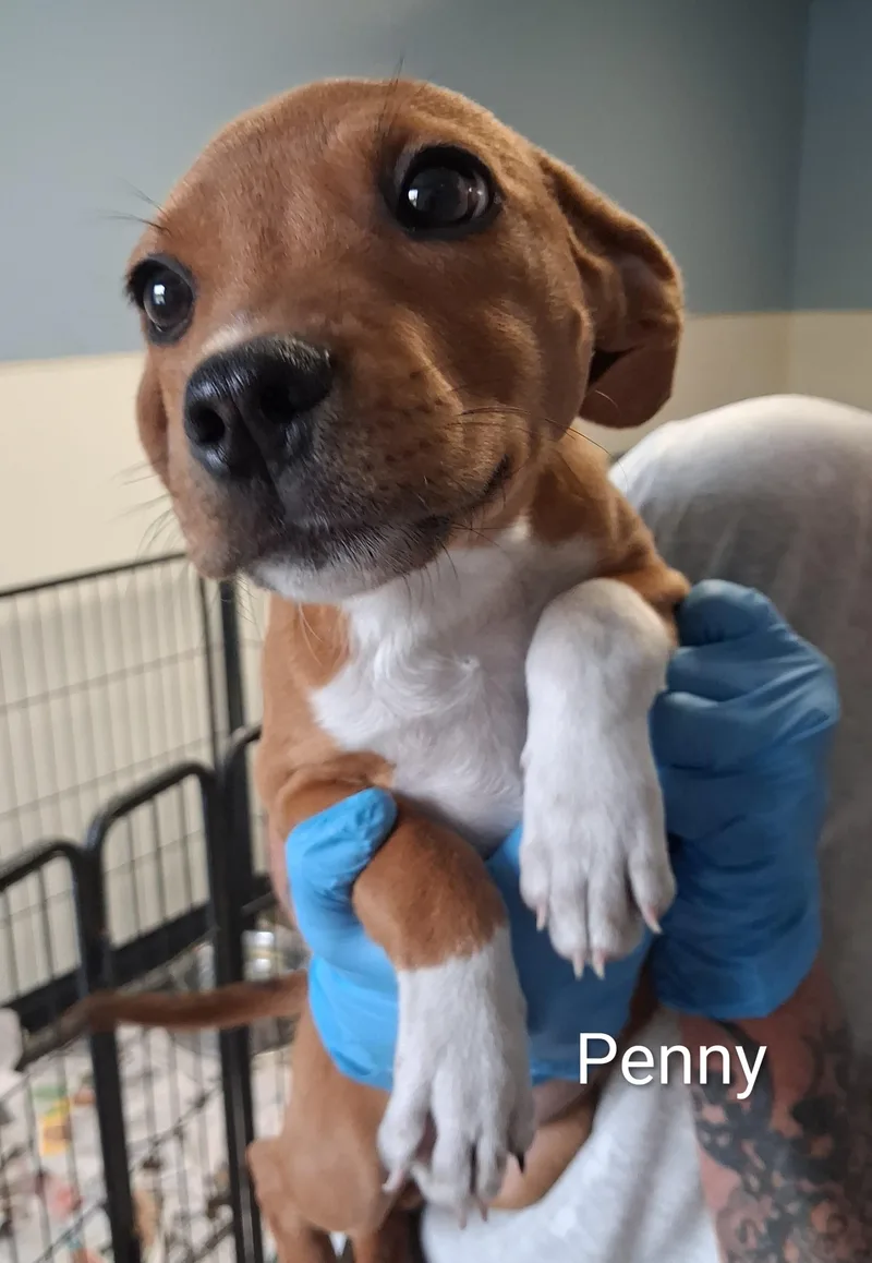 A baby medium-sized female Labrador Retriever dog named Penny for adoption in Maynardville, TN