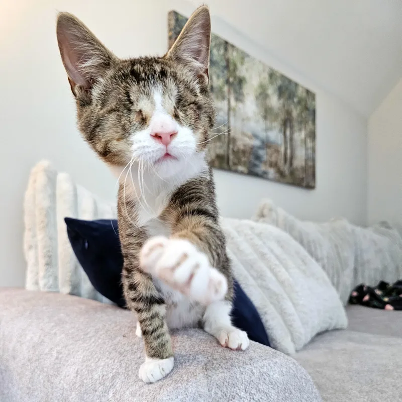 A baby medium-sized male Tabby (Gray / Blue / Silver) Domestic Short Hair cat named Bulder for adoption in Apex, NC