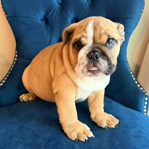Meatball McGee