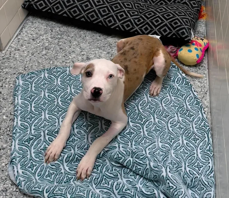 A baby medium-sized female White / Cream Pit Bull Terrier dog named Meryl for adoption in Washington, MI