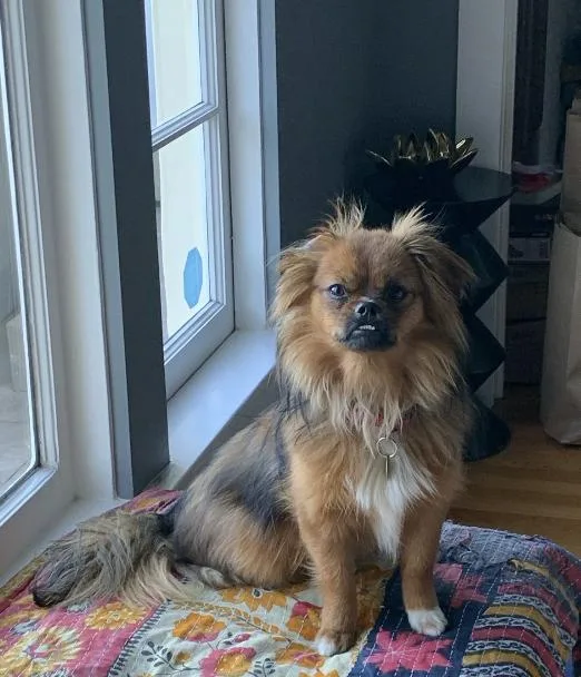 An adult small-sized female Pekingese dog named Brigette for adoption in Emeryville, CA