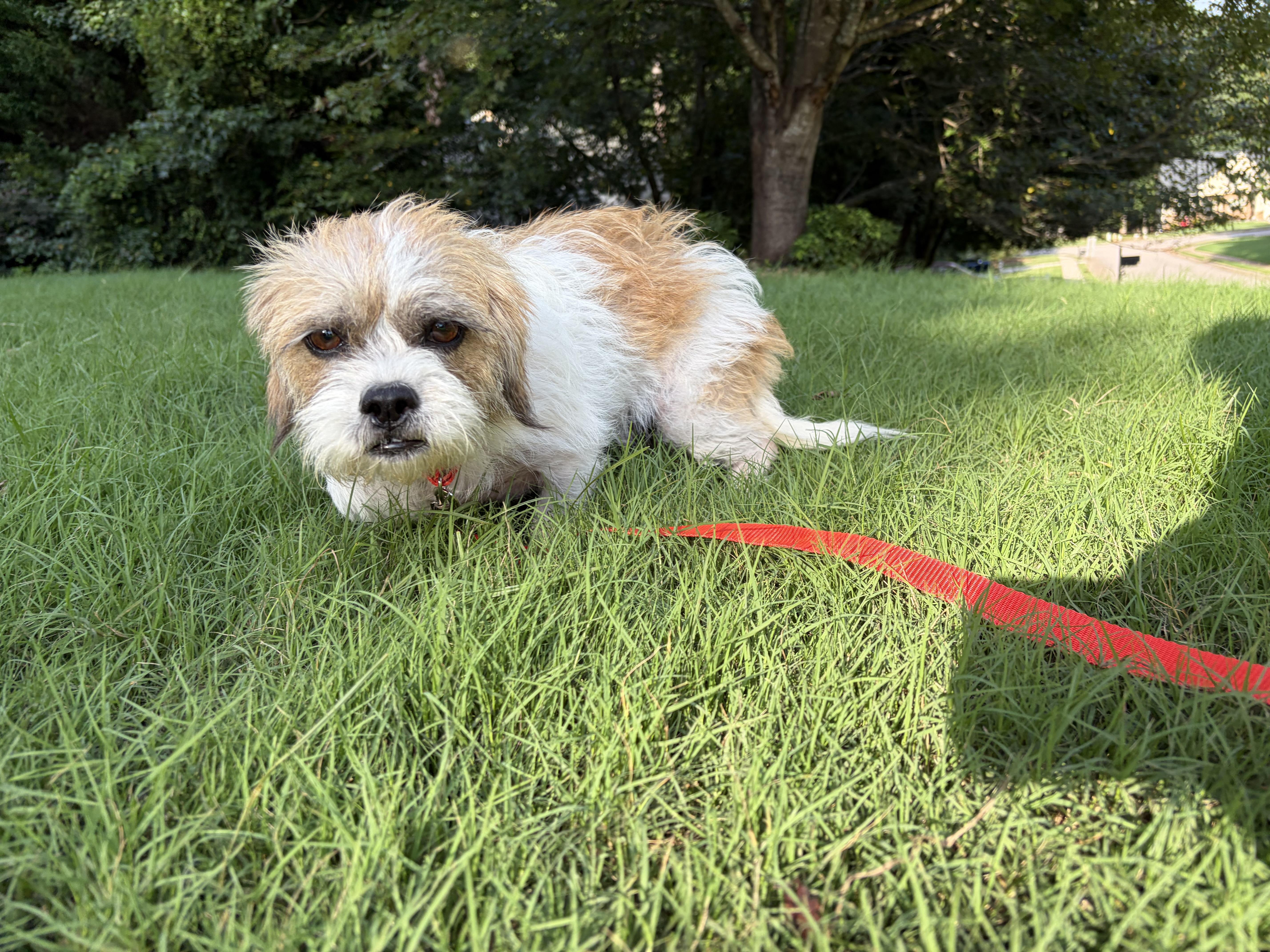Daisy thumbnail 3