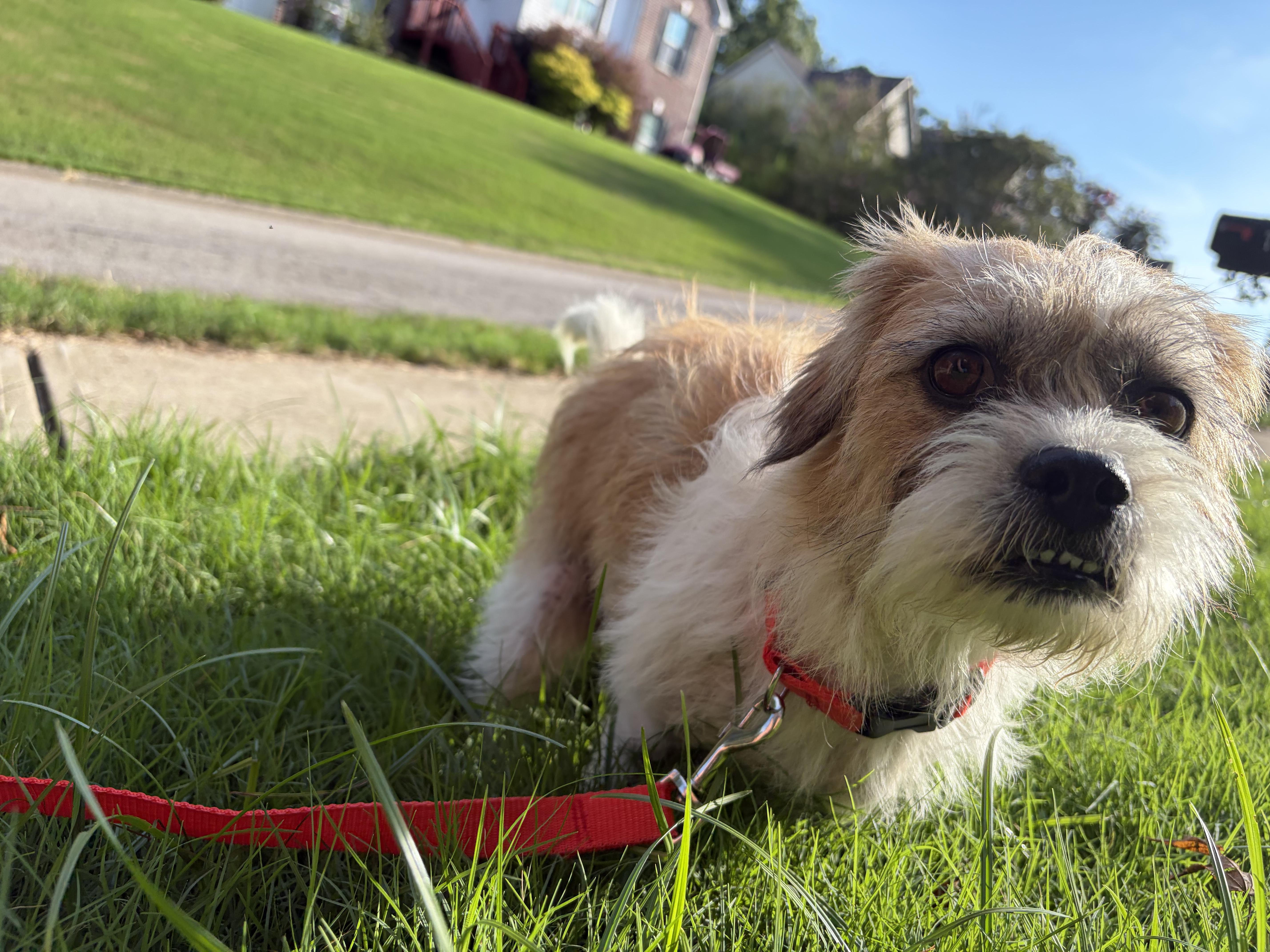 Daisy thumbnail 4