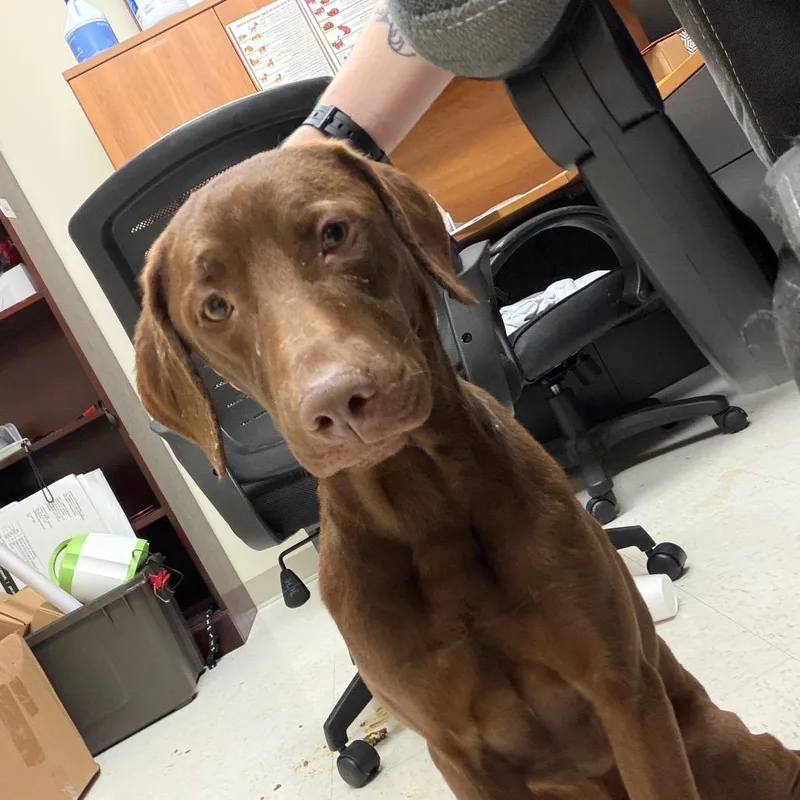 An adult large-sized male Terrier dog named Red for adoption in Winston-Salem, NC